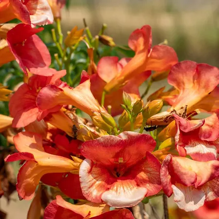 Diona Διαμέρισμα *