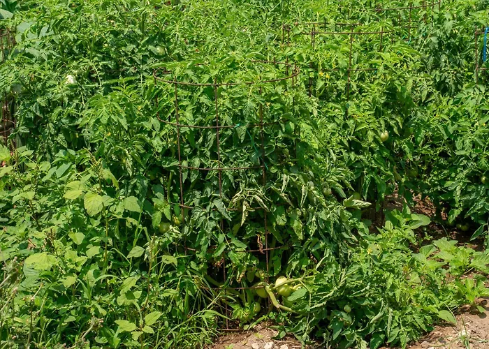 Diona Lourdata (Kefalonia)